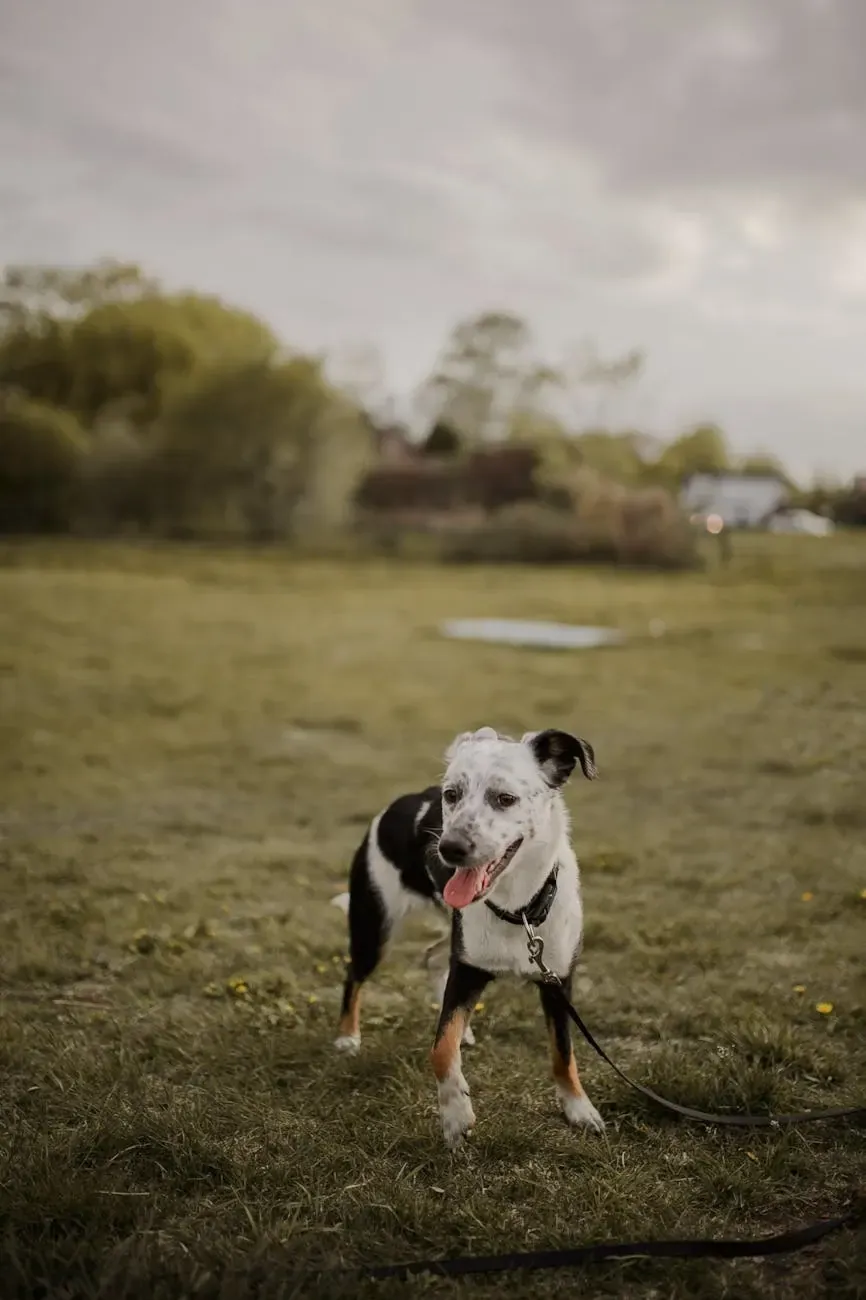 Австралийская короткохвостая пастушья собака - фото 33