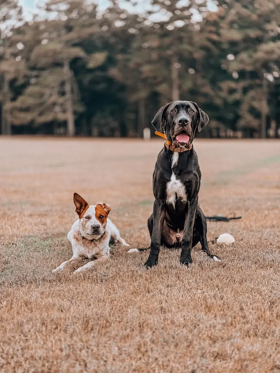 Австралийская пастушья собака - фото 16