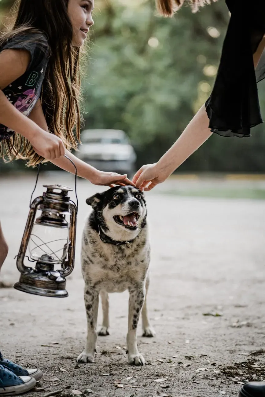 Австралийская пастушья собака - фото 19