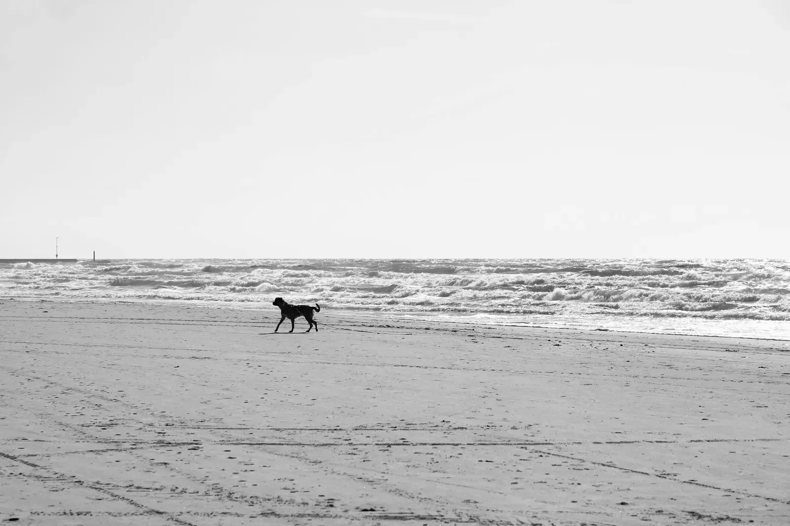 Австралийский келпи - фото 13