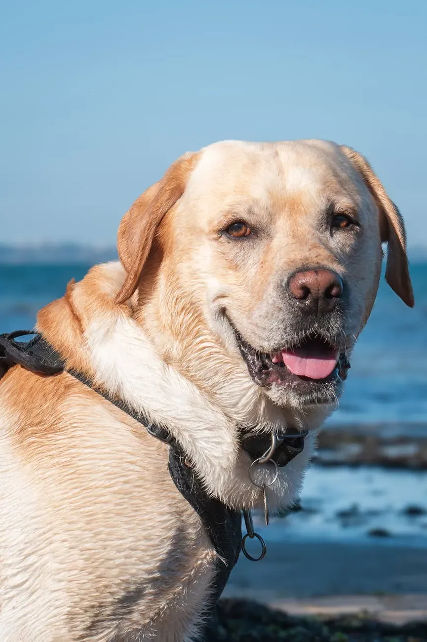 Австралийский келпи - фото 14