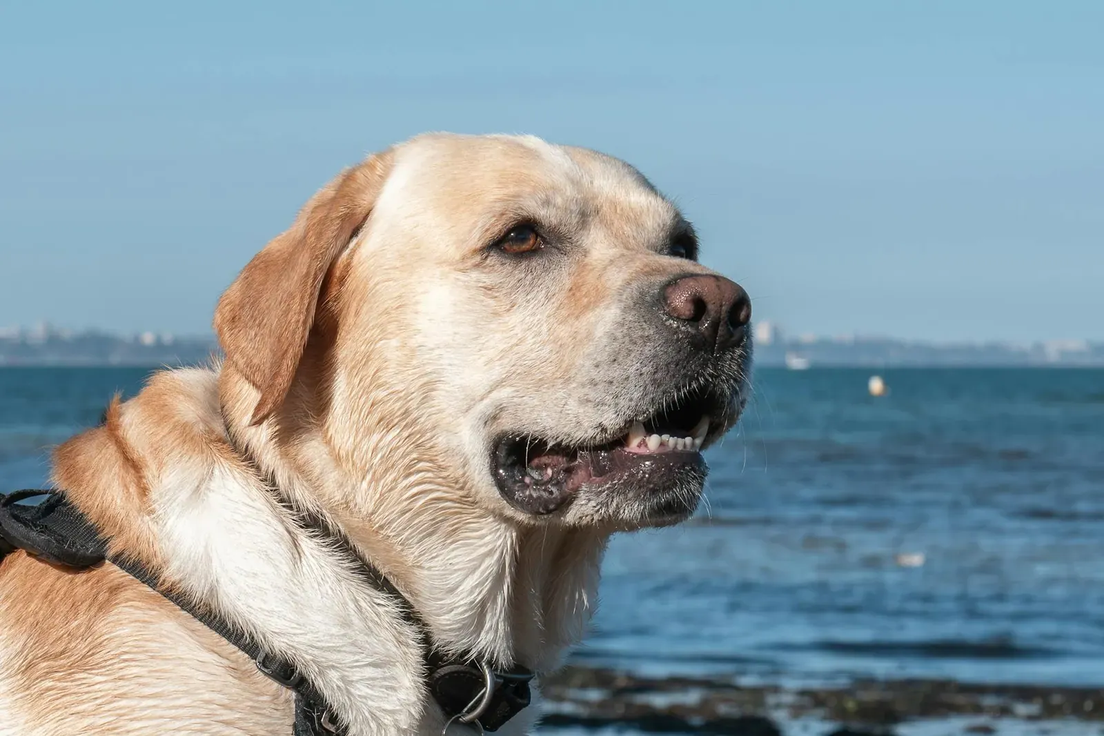 Австралийский келпи - фото 15