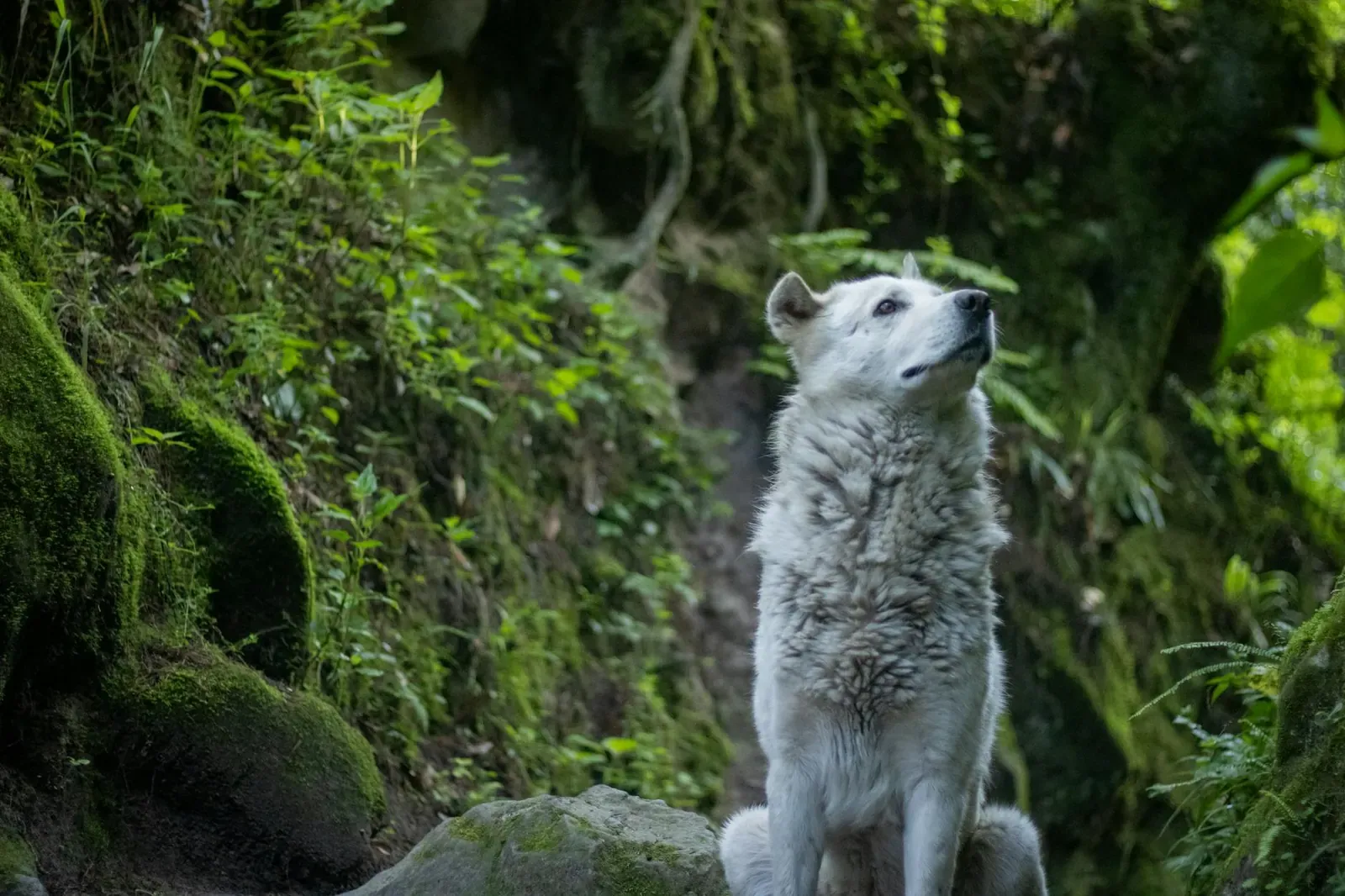 Австралийский келпи - фото 17