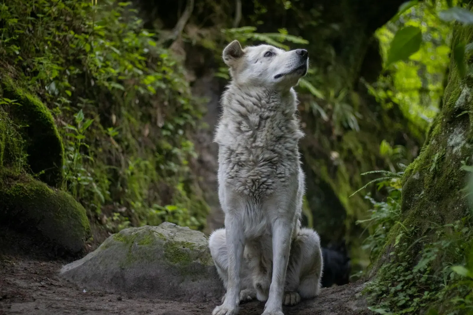 Австралийский келпи - фото 7