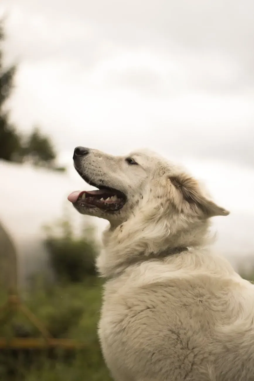 Австралийский келпи - фото 9