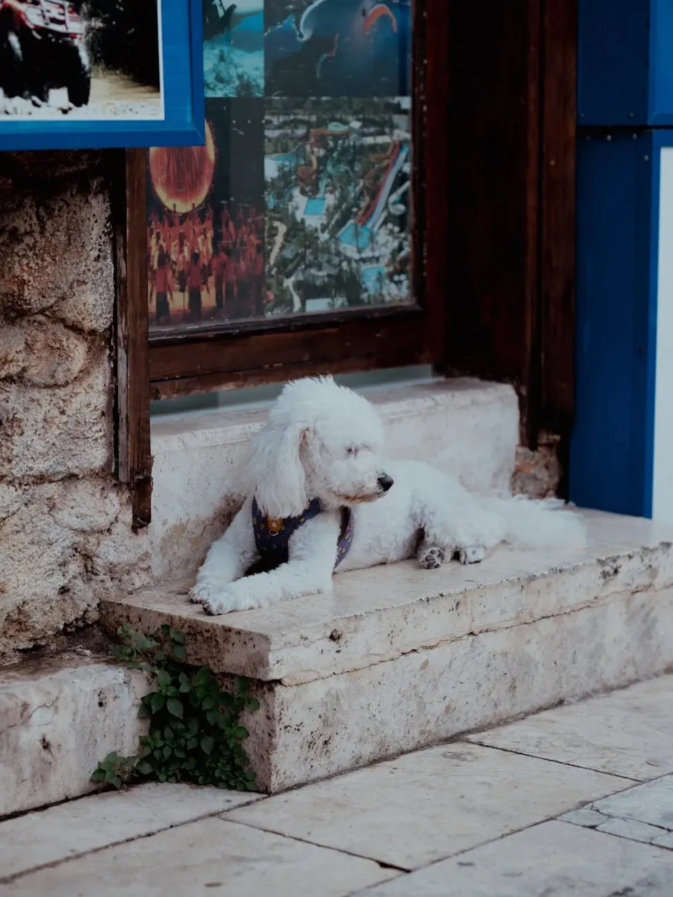 Австралийский келпи - фото 10