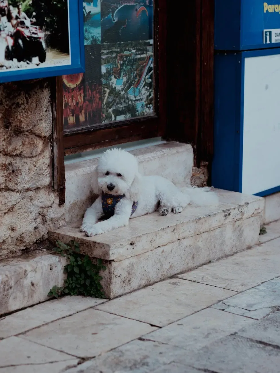 Австралийский келпи - фото 11