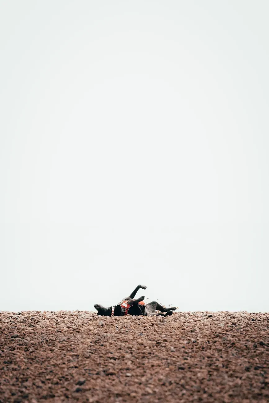 Австрийская гончая - фото 12