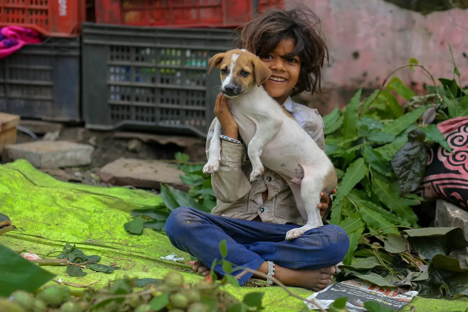 Австрийская гончая - фото 2