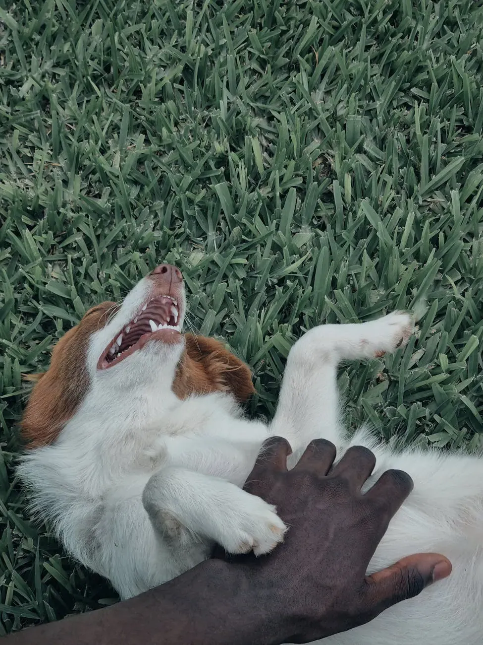 Австрийская гончая - фото 14