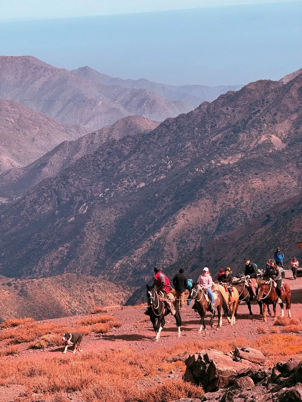 Австрийская гончая - фото 4