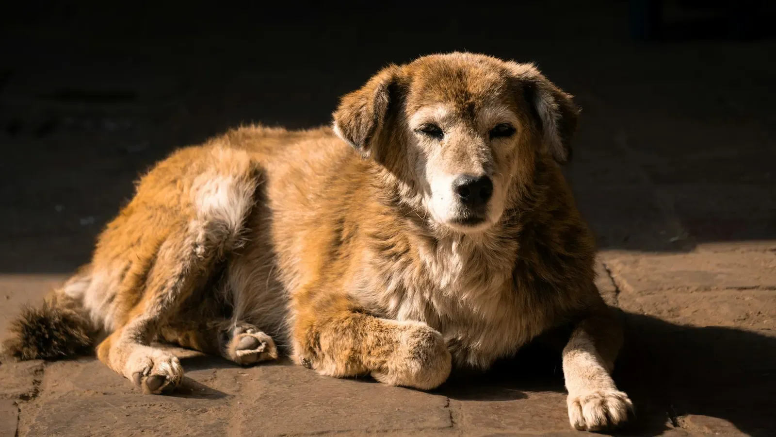 Австрийская гончая - фото 5