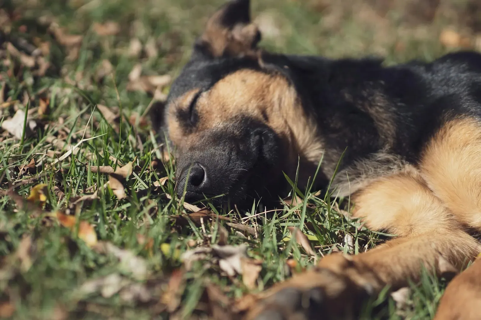 Австрийская гончая - фото 7