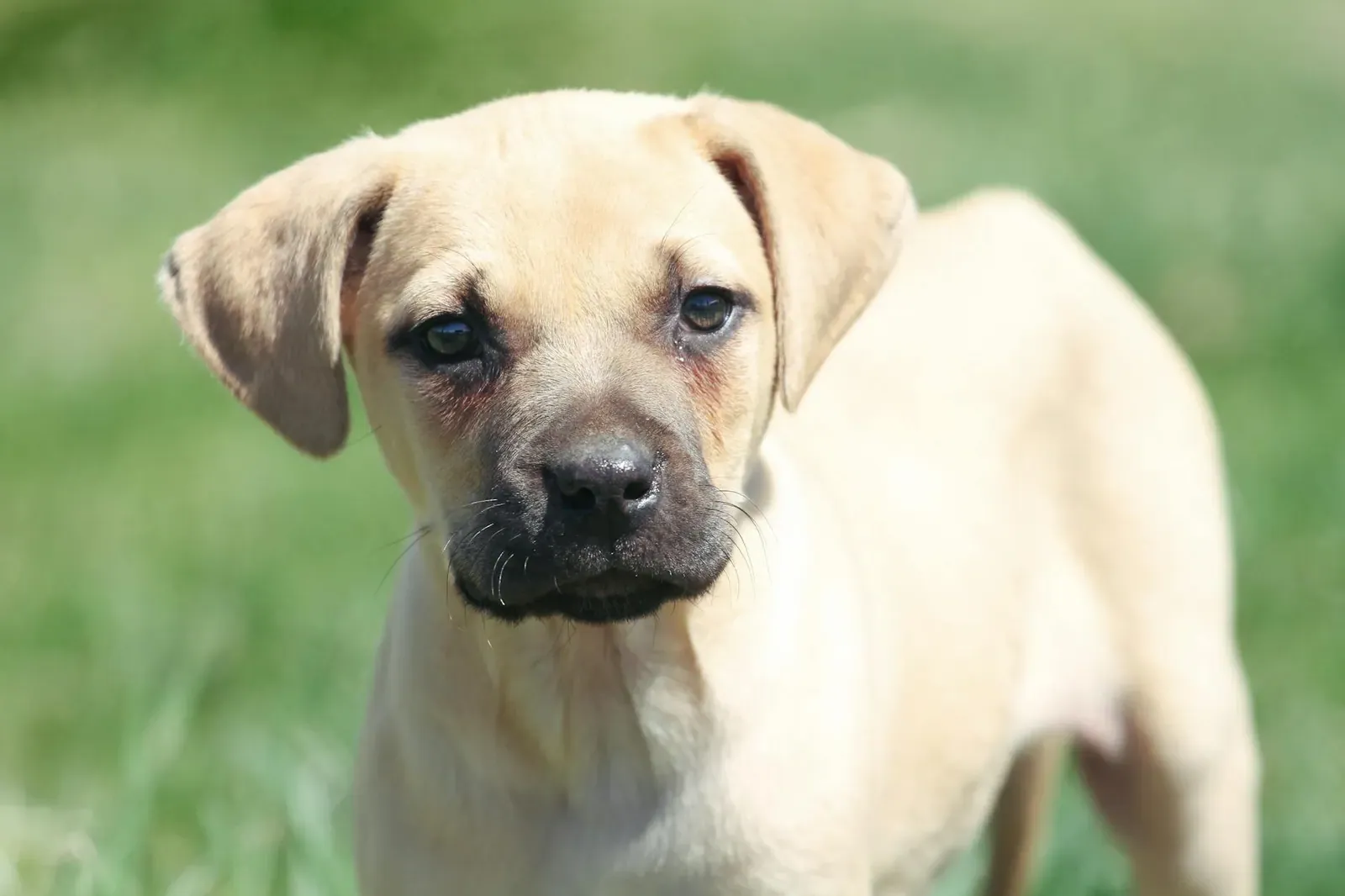 Австрийская гончая - фото 8