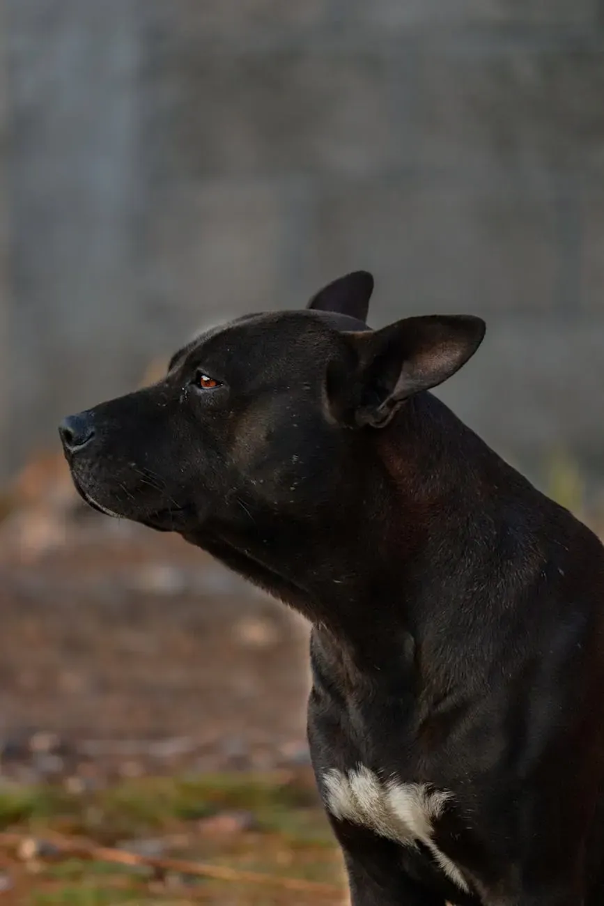 Австрийская гончая - фото 20