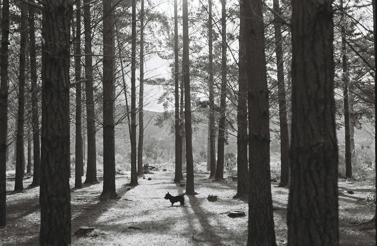 Австрийский Пенненсбрук - фото 15