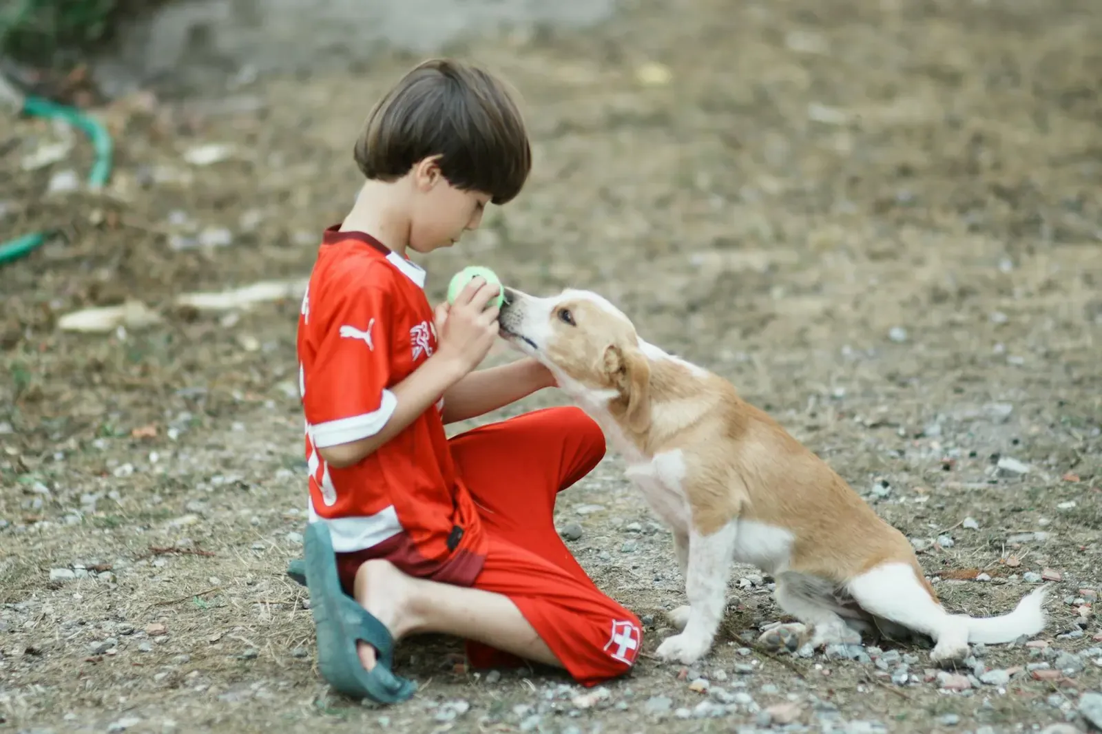 Австрийский брудастый бракк - фото 12
