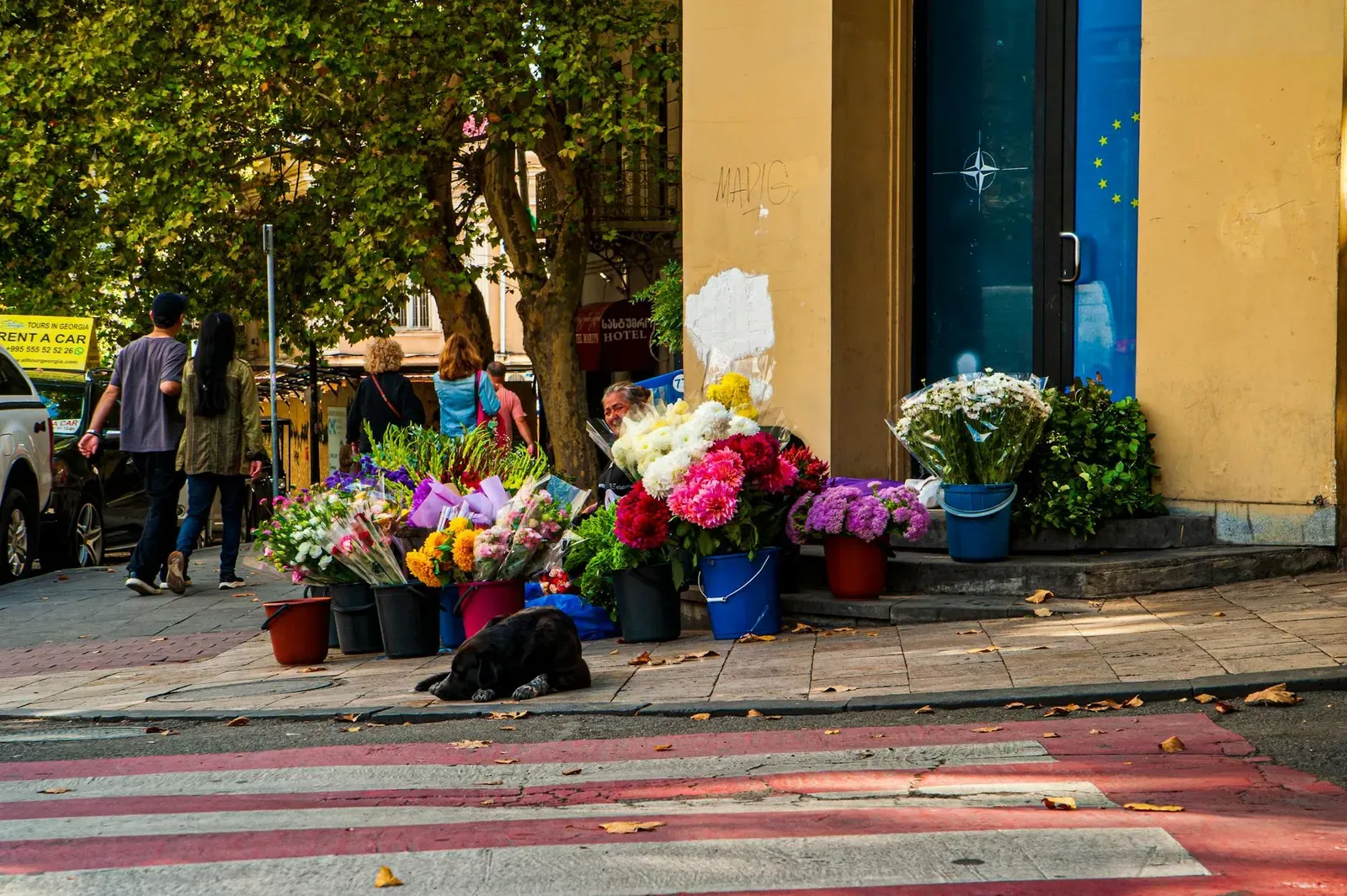 Австрийский брудастый бракк - фото 13