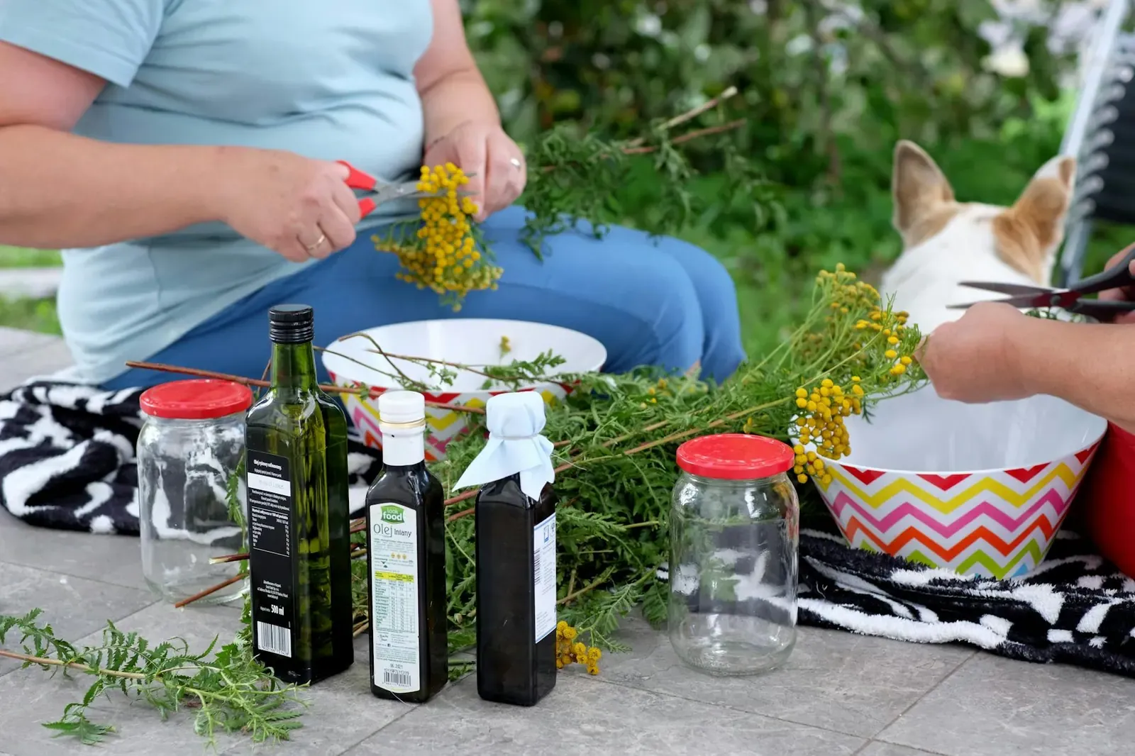 Австрийский брудастый бракк - фото 3