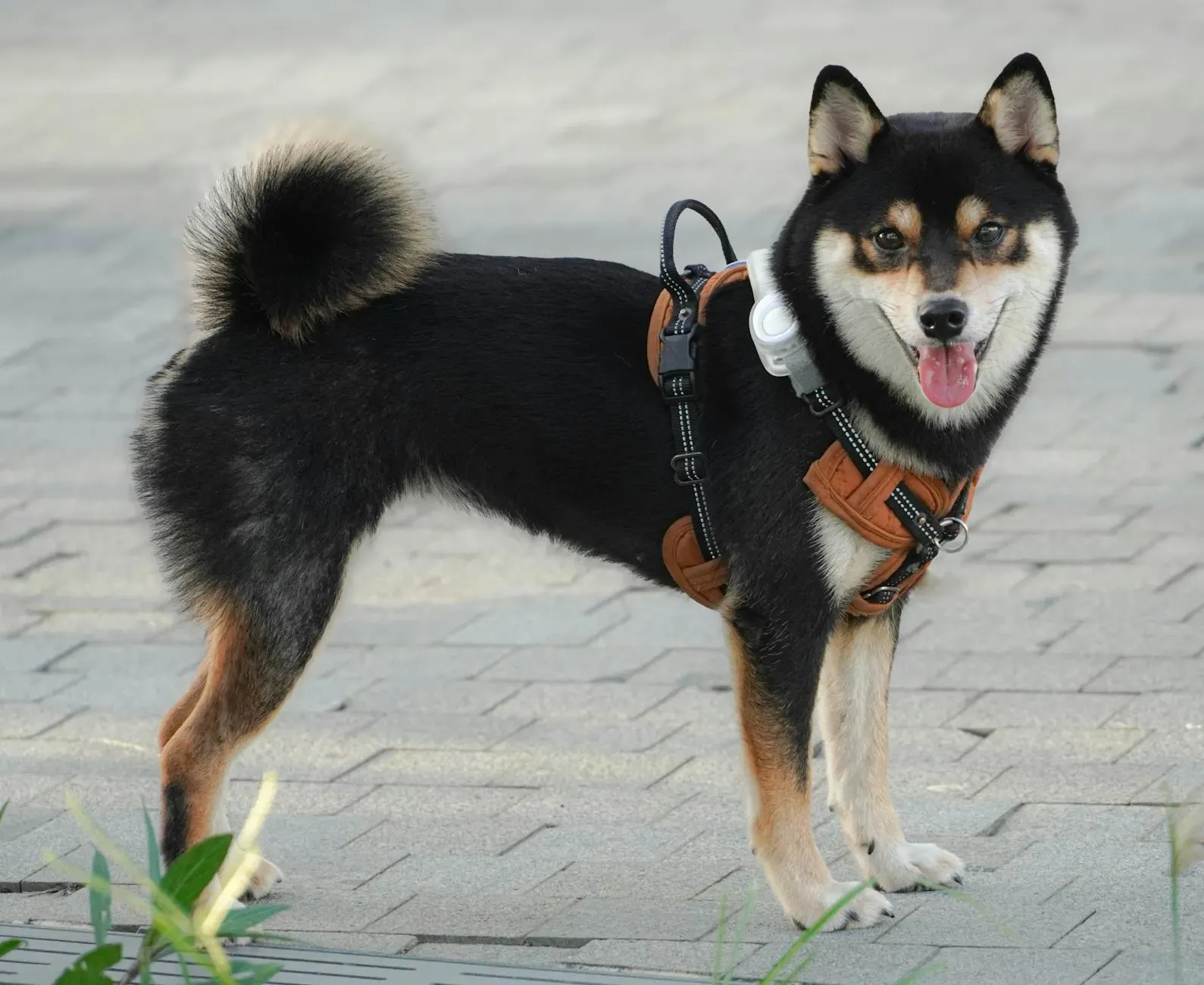 Австрийский брудастый бракк - фото 4