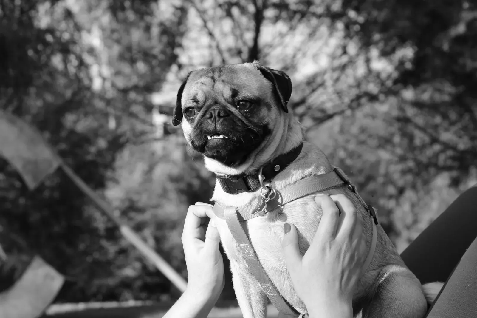 Австрийский брудастый бракк - фото 5