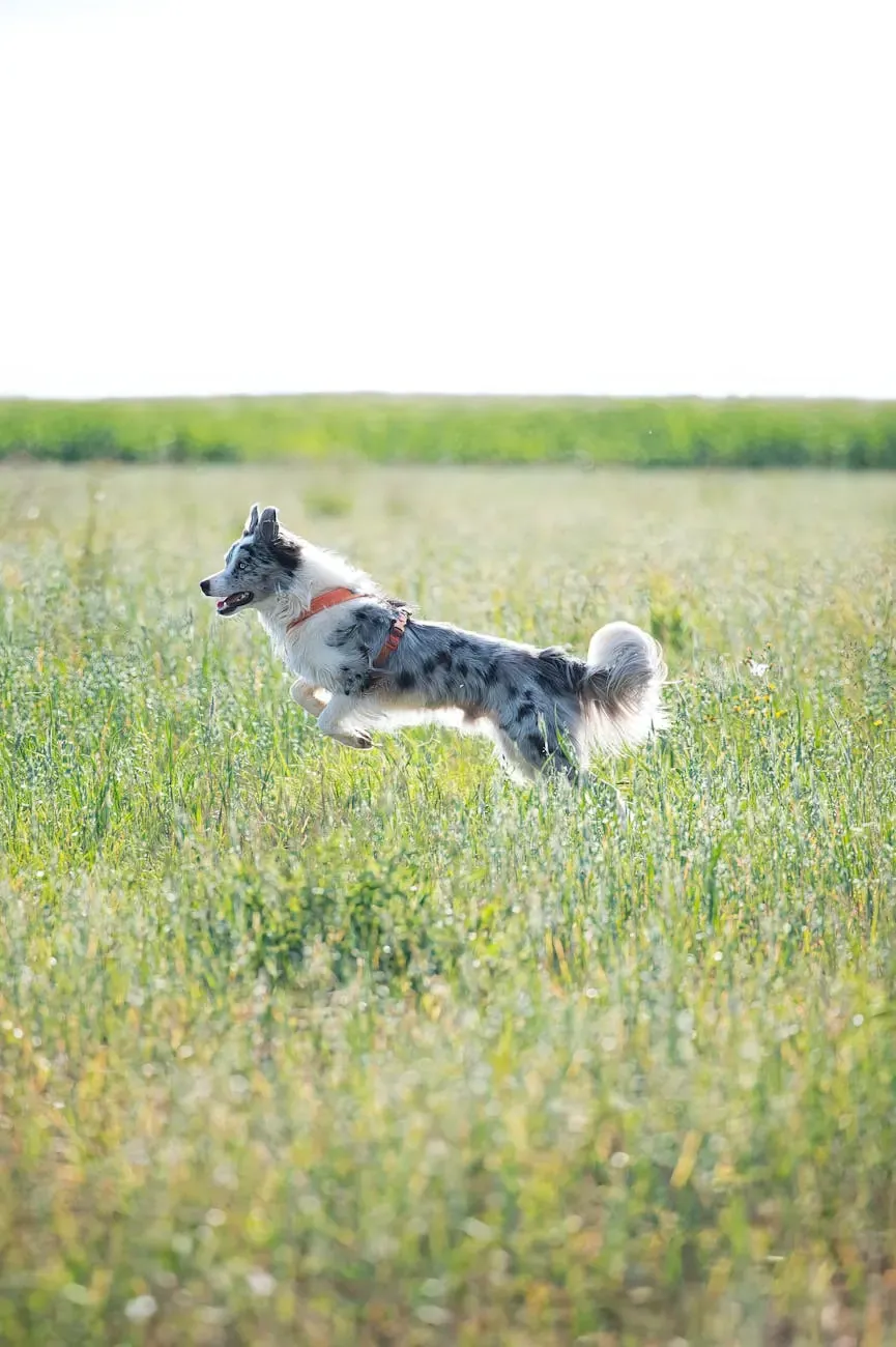 Австрийский брудастый бракк - фото 17