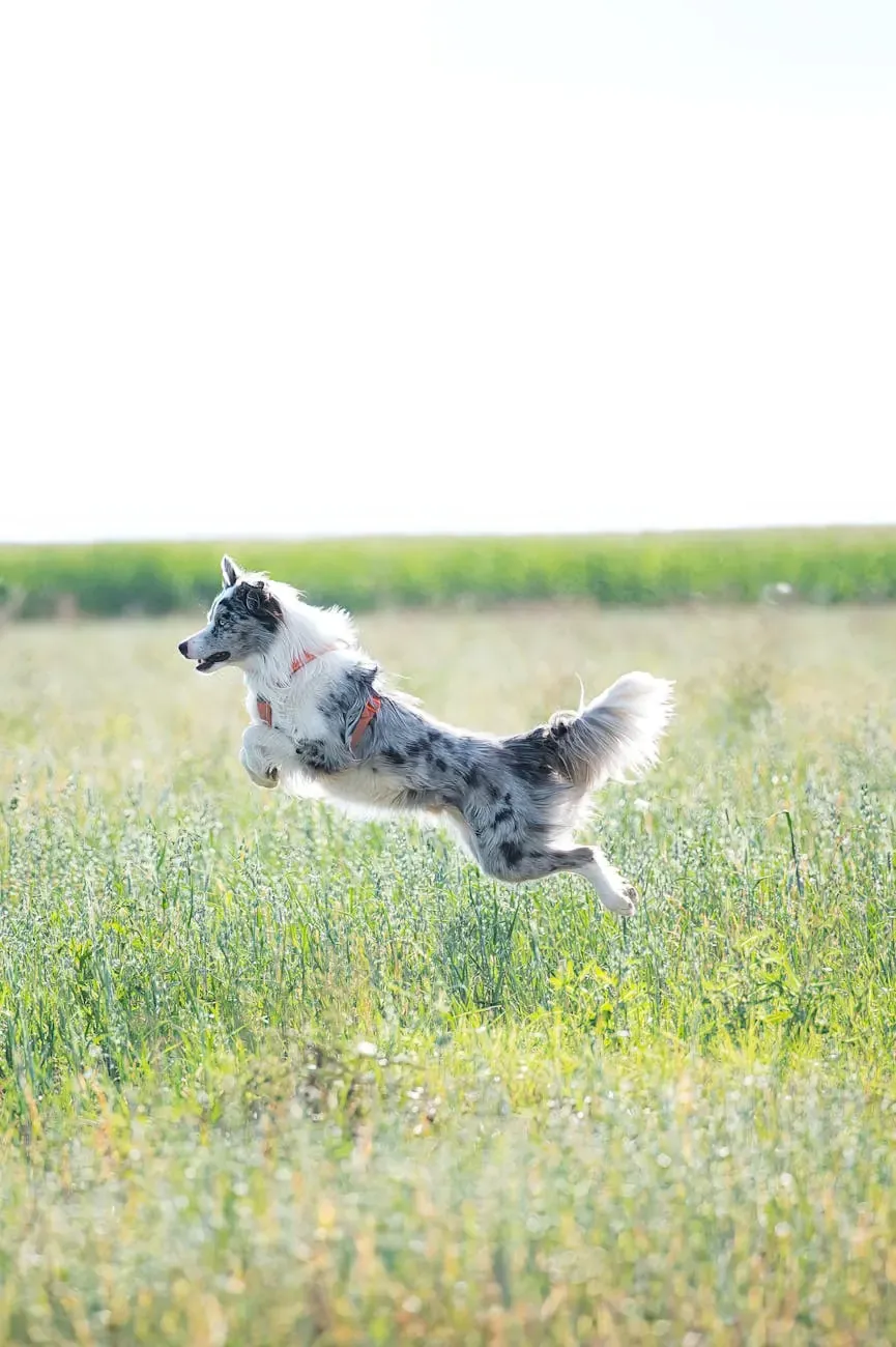 Австрийский брудастый бракк - фото 7