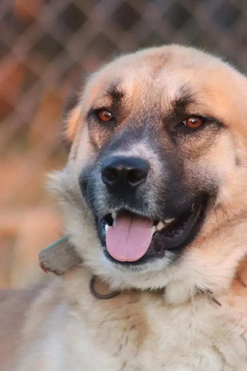 Австрийский брудастый бракк - фото 20