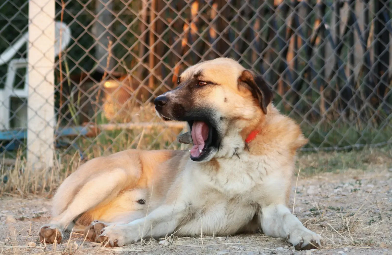 Австрийский брудастый бракк - фото 10