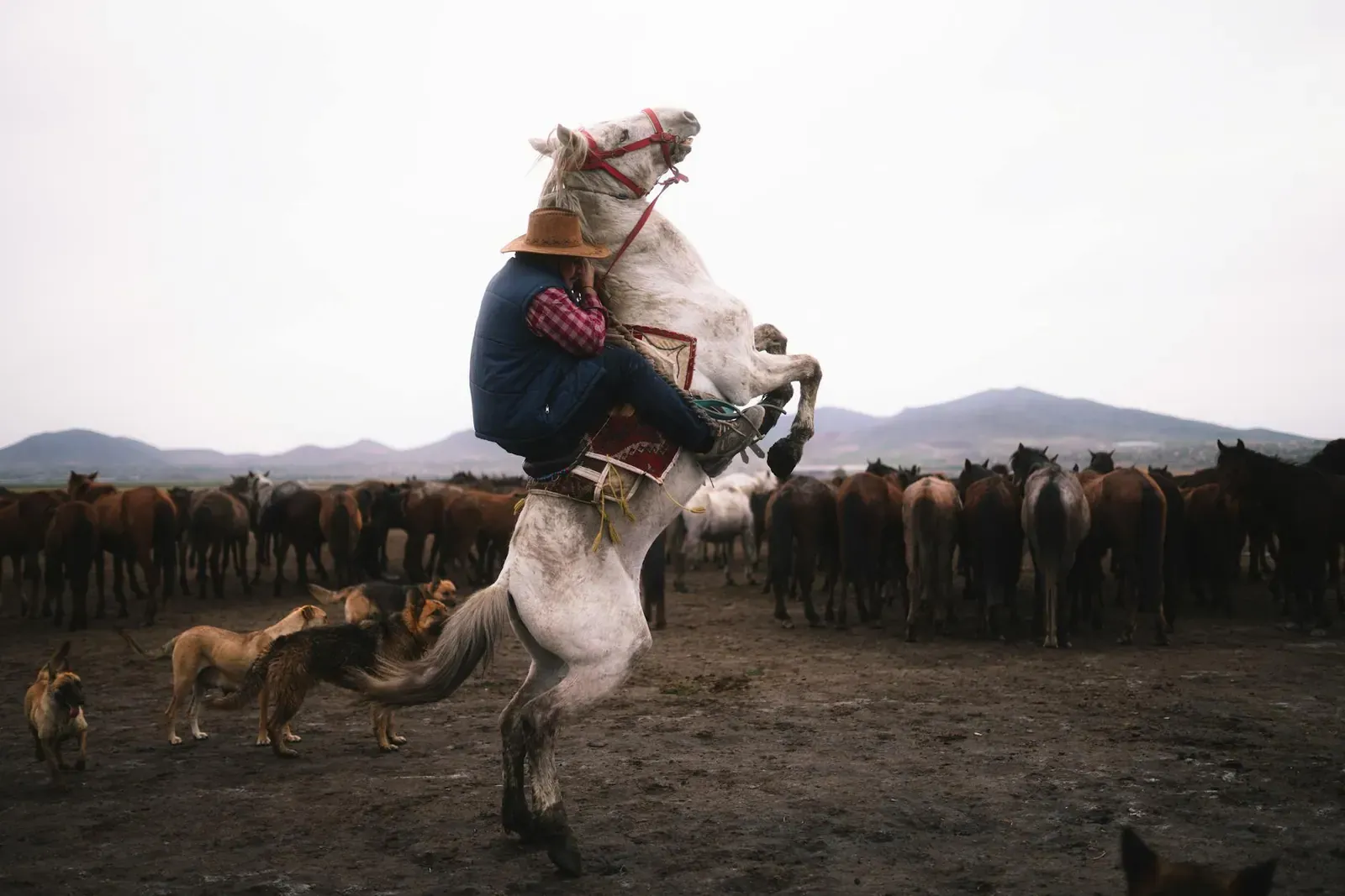 Австрийский брудастый бракк - фото 11