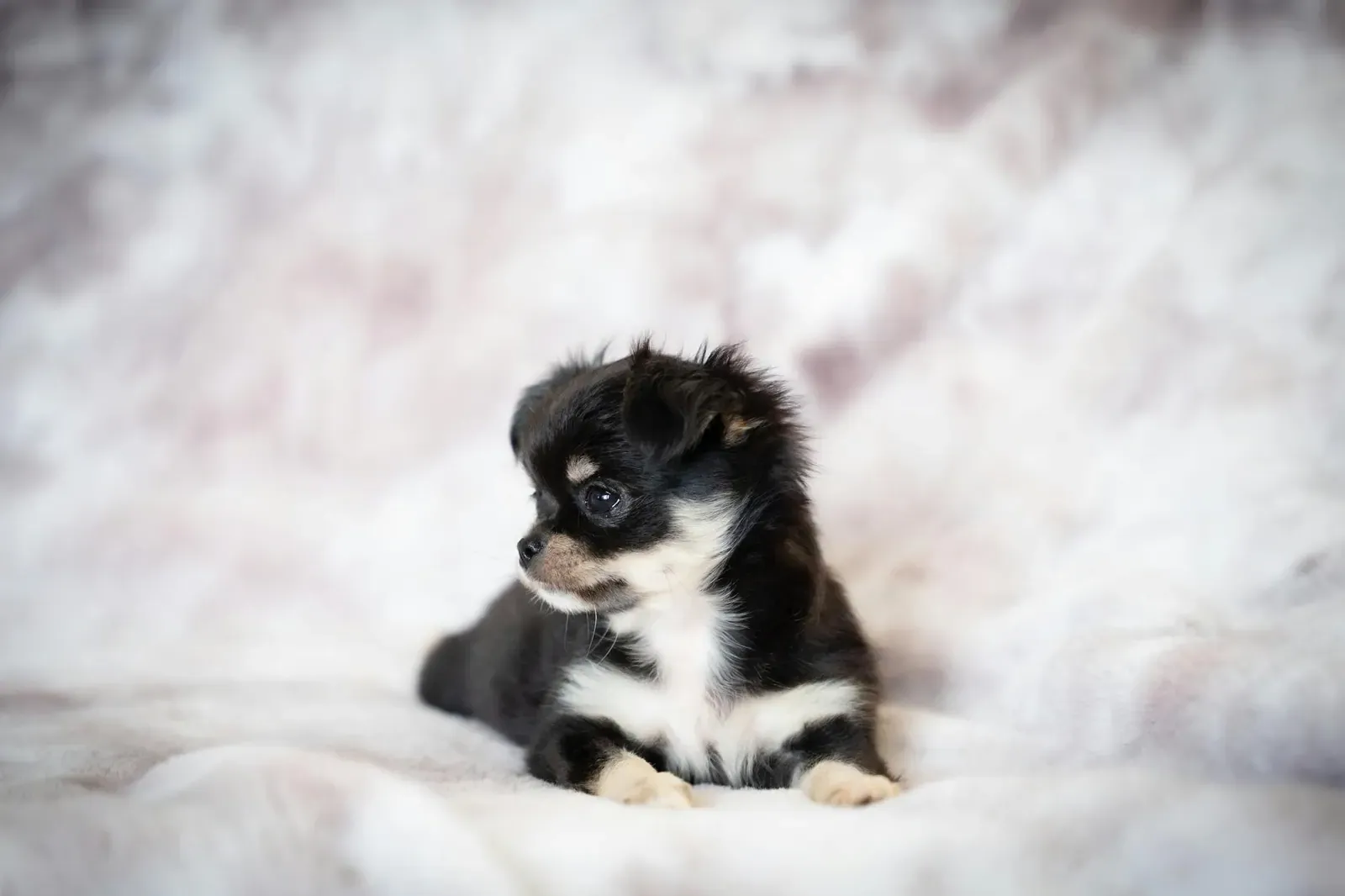 Австрийский пинчер - фото 14