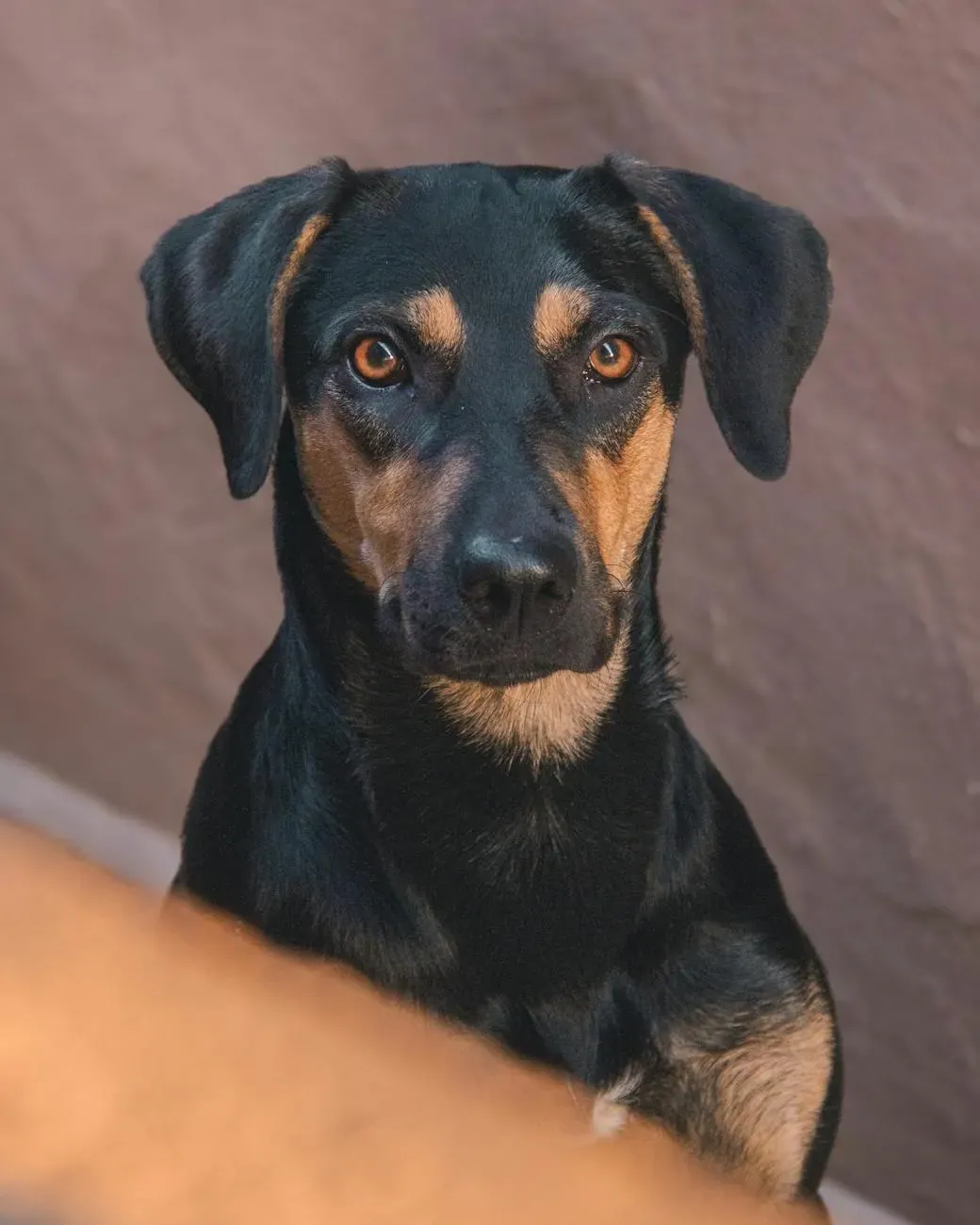 Австрийский пинчер - фото 4