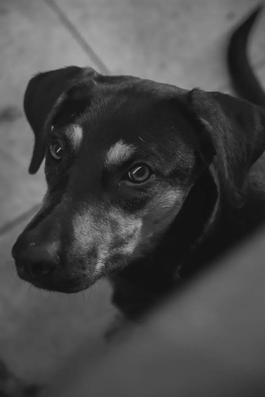 Австрийский пинчер - фото 16