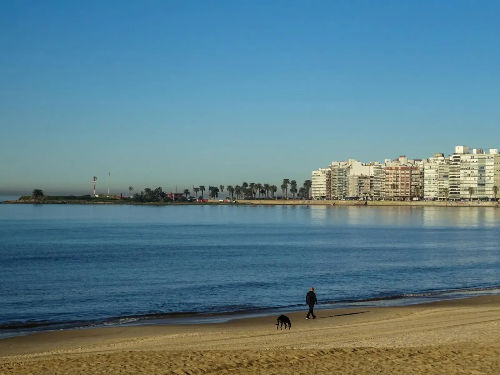 Австрийский пинчер - фото 17