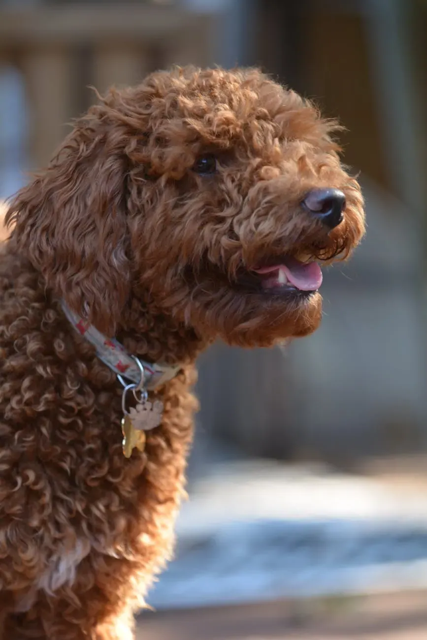 Австрийский пинчер - фото 19