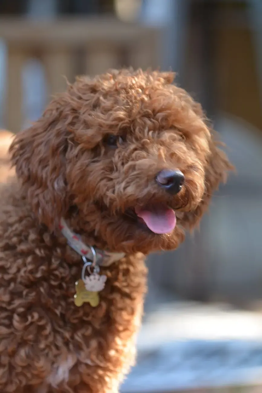 Австрийский пинчер - фото 20