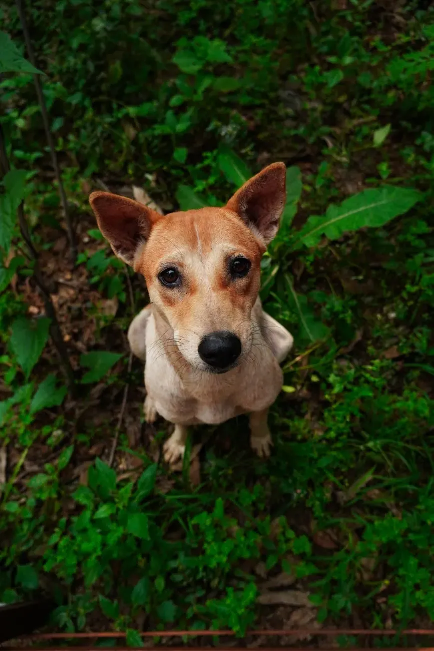 Австрийский пинчер - фото 21