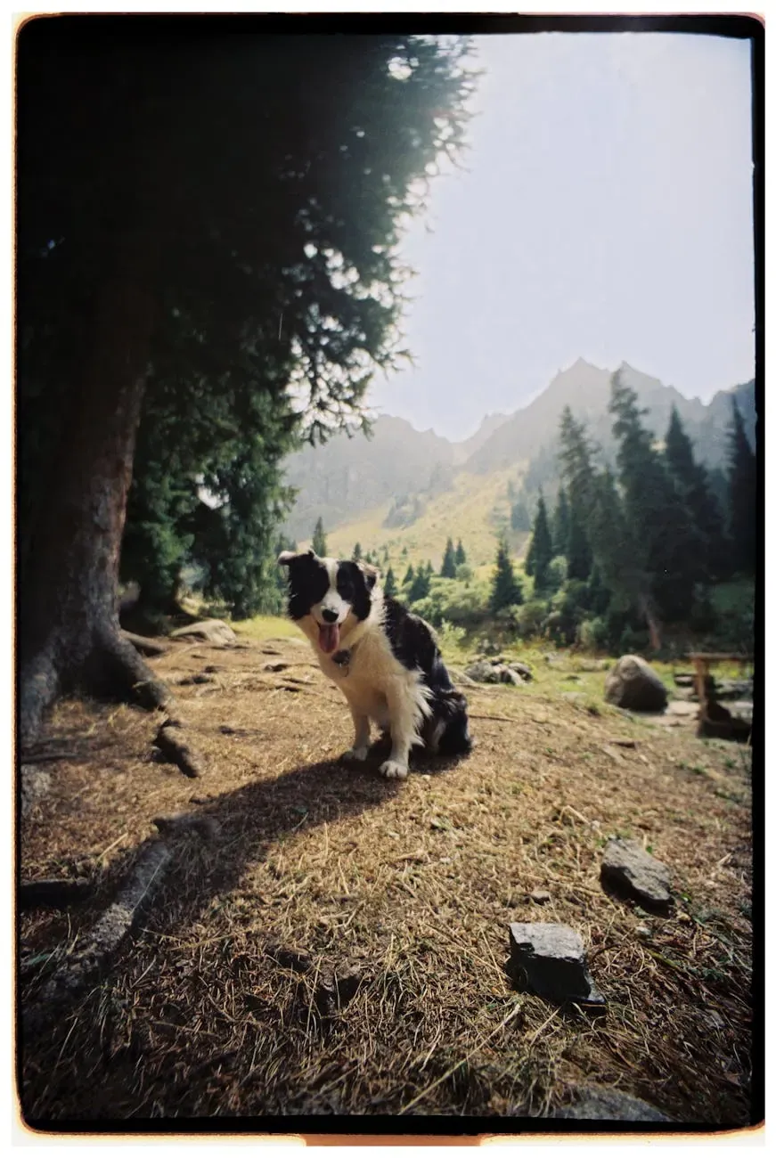 Австрийский пинчер - фото 22