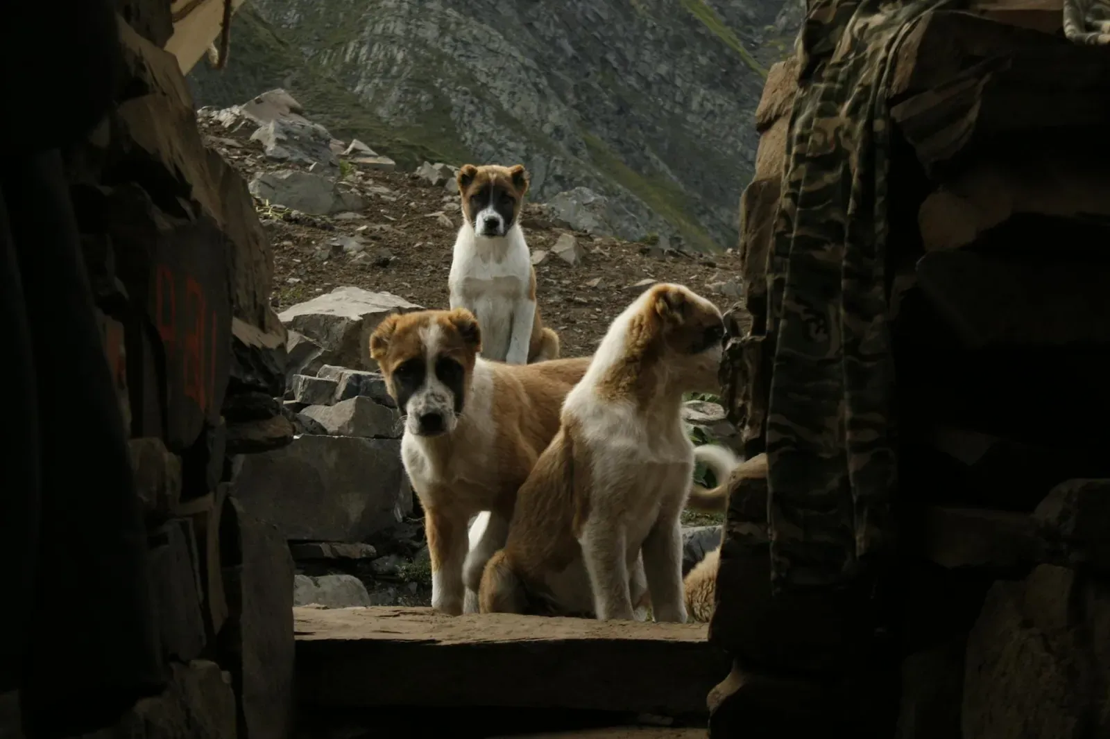 Азавак - фото 2