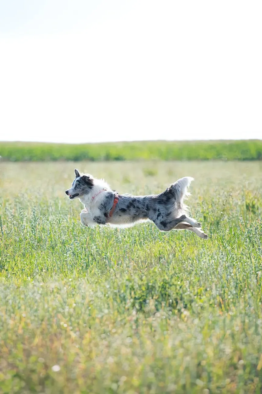 Азавак - фото 3