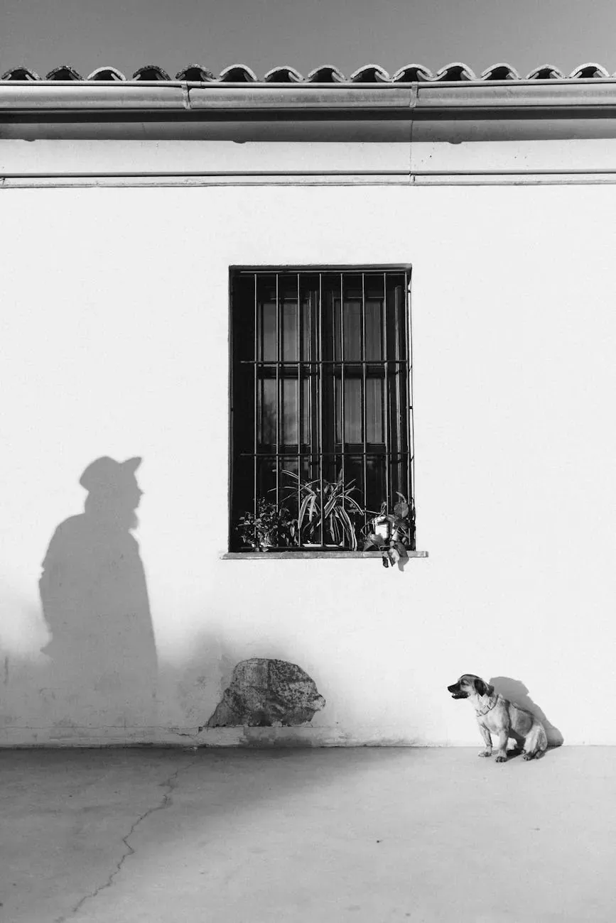 Азорская пастушья собака - фото 12