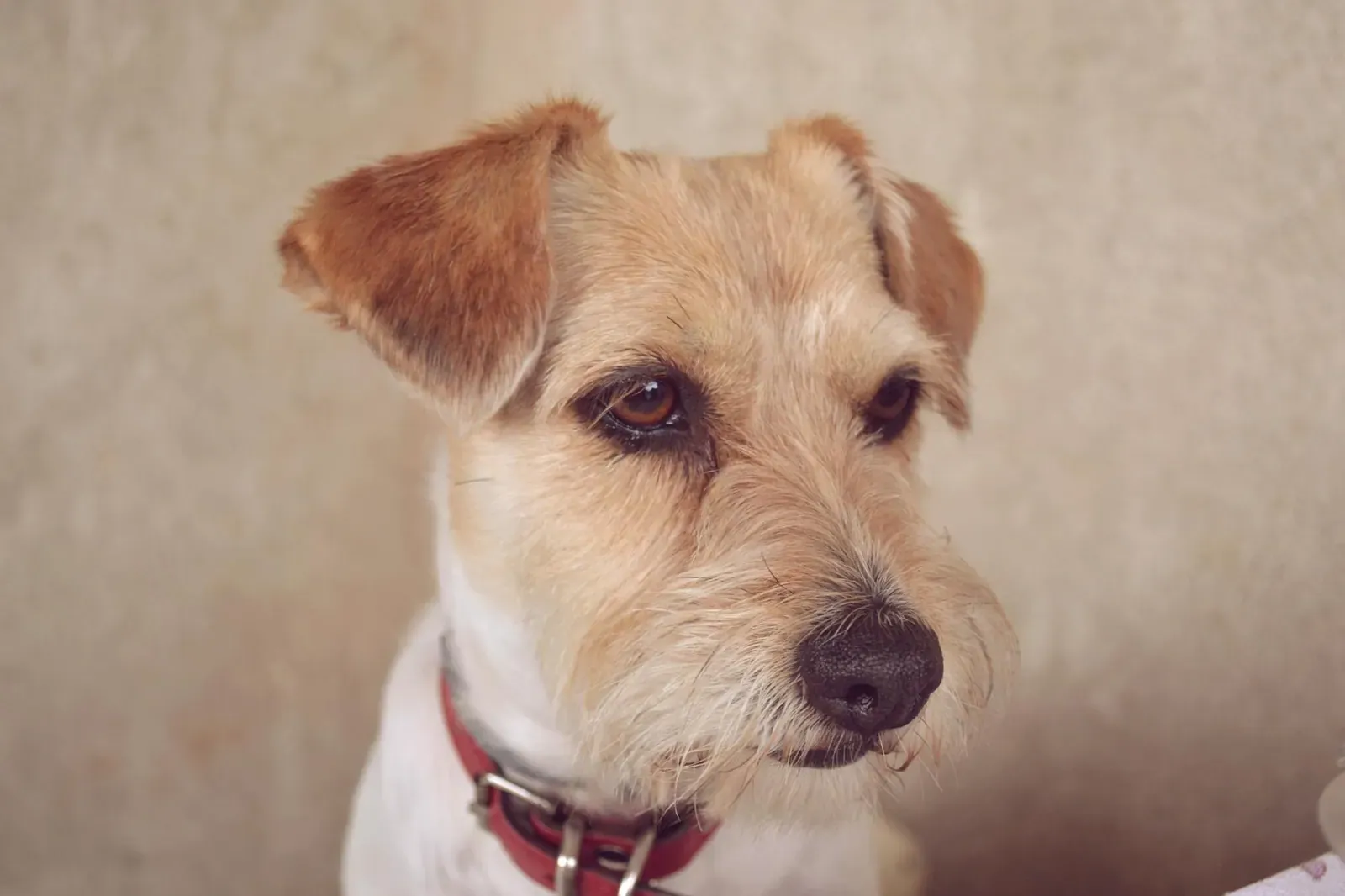 Азорская пастушья собака - фото 6